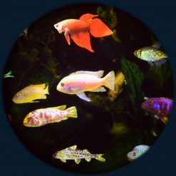 Aquarium 9" Max Effect Wheel