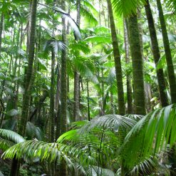Jungle Soundscape Themed Media