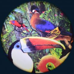 Tropical Birds 6" Effect Wheel