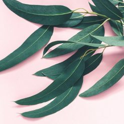 Basic Essential Oil Kit