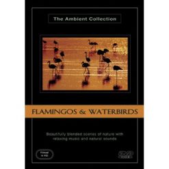 Flamingos and Water Birds DVD