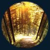Seasoned Woods 6" Effect Wheel